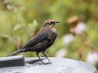 Q0I7752c  Rusty Blackbird (Euphagus carolinus) - fall/winter male